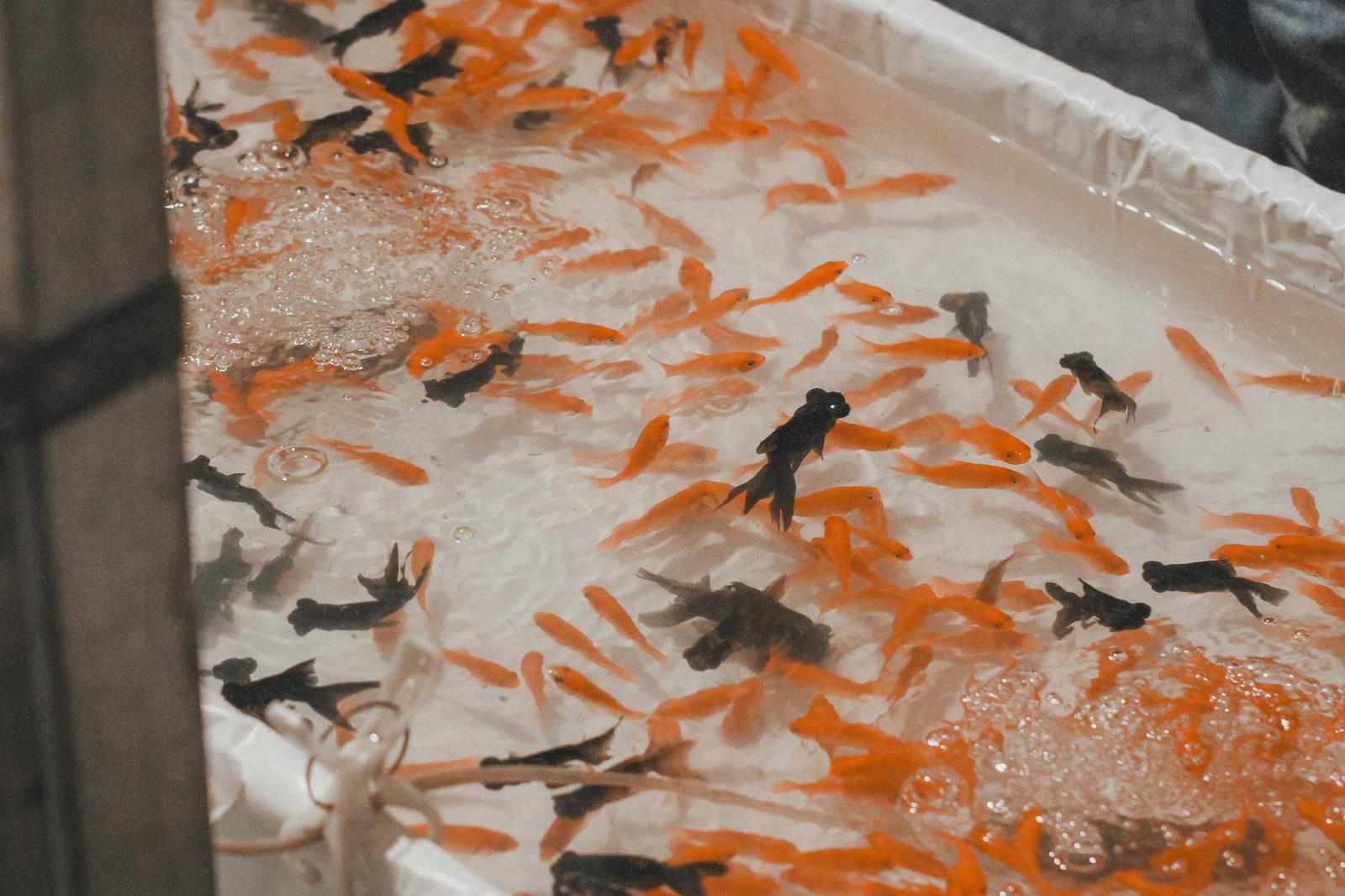 夏祭り屋台の金魚すくい水槽