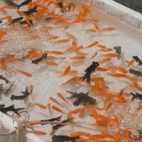 夏祭り屋台の金魚すくい水槽の写真