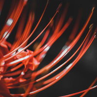 赤い彼岸花のヒゲ（マクロ撮影）の写真