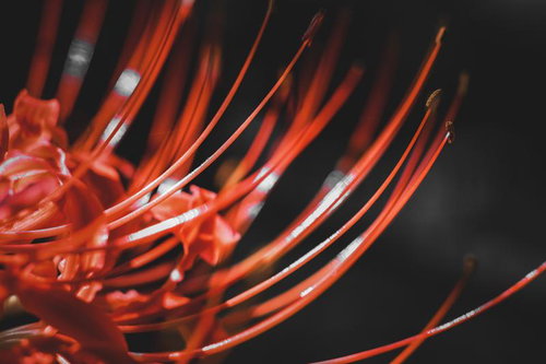 赤い彼岸花のヒゲ（マクロ撮影）