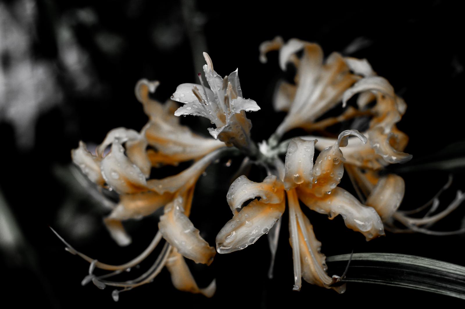 水滴のついた白い曼珠沙華のクローズアップ