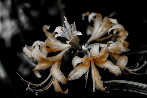 水滴がついた白い曼珠沙華