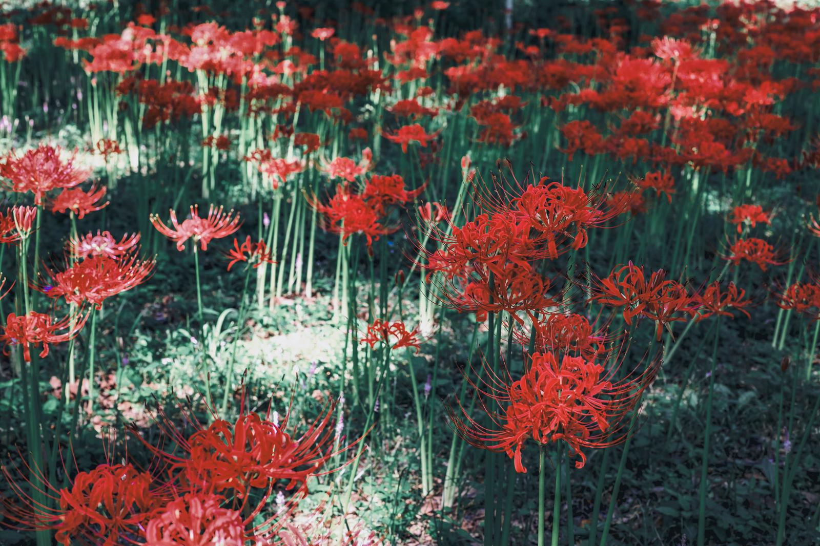 Vibrant red spider lilies growing in a meadow