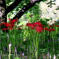 木陰で咲く鮮やかな赤い彼岸花の群生の写真