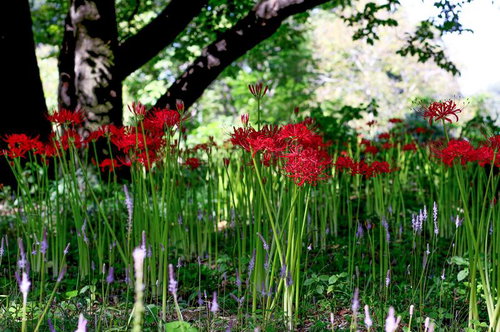 木陰で咲く鮮やかな赤い彼岸花の群生