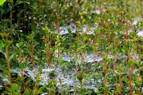 朝露をまとうクモの巣と若い新芽
