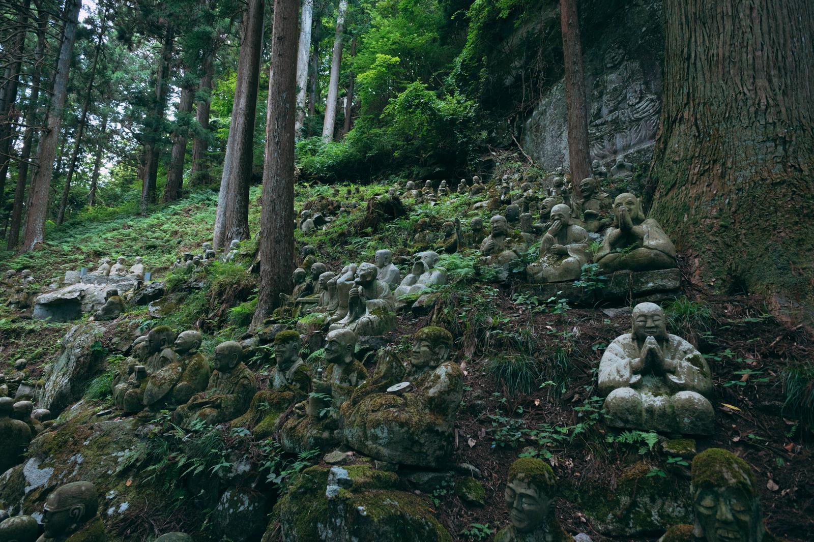 東堂山満福寺の杉林の中に安置された、苔むした石造のお地蔵様が複数並んでいる様子