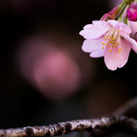 大寒桜（オオカンザクラ）の開花とつぼみの写真