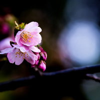 淡いピンク色に咲く大寒桜の写真