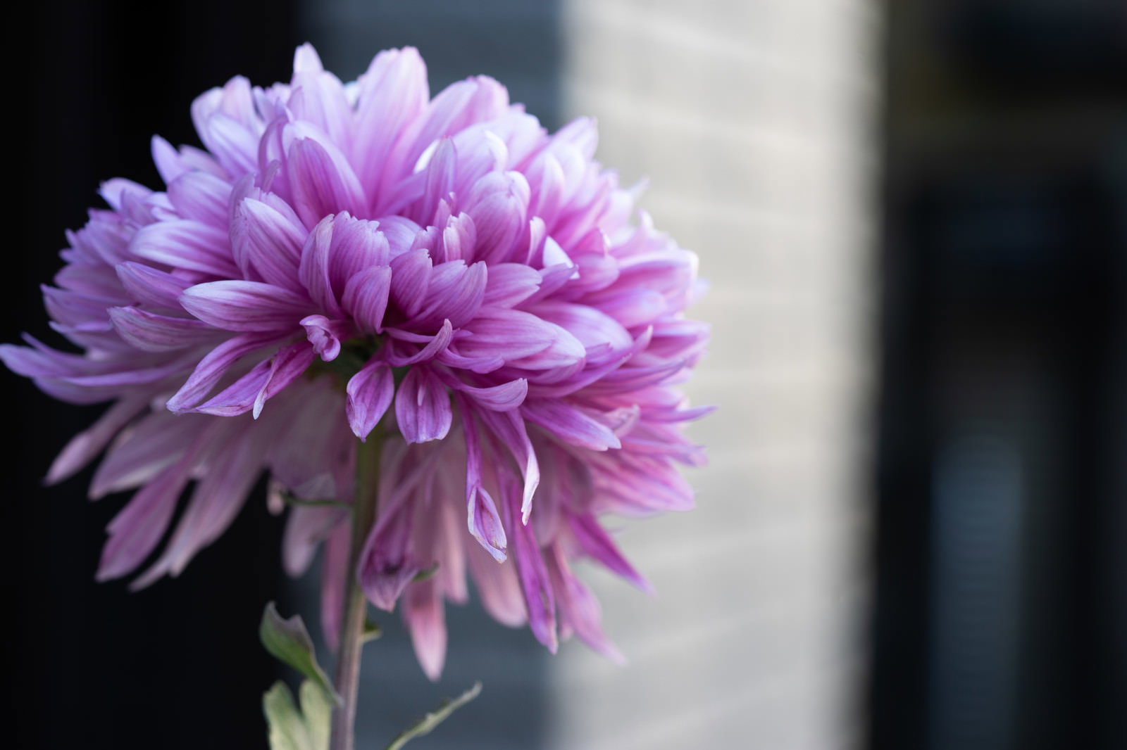 紫とピンクのグラデーションが美しい八重咲きのダリアの花