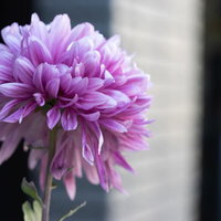 紫がかる八重咲きの菊の花の写真