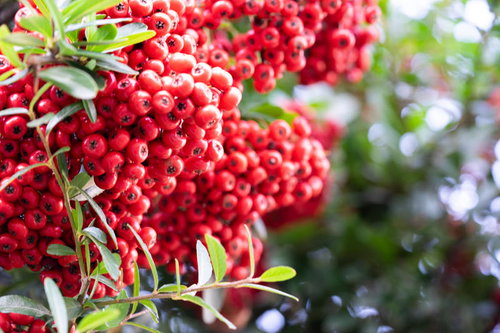 赤い果実が房状に実るピサカンサ（バラ科）の庭木