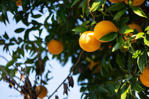 葉に隠れる黄色い柑橘の果実