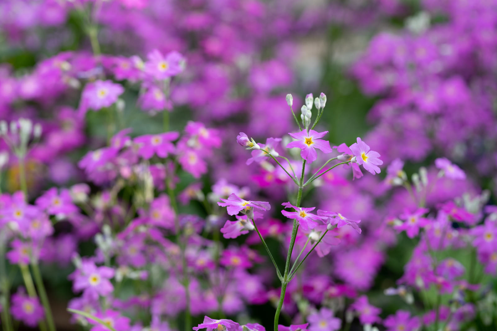 紫色の小さな花が密集して咲いている様子