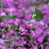 野に咲く紫色の小花の群生風景の写真