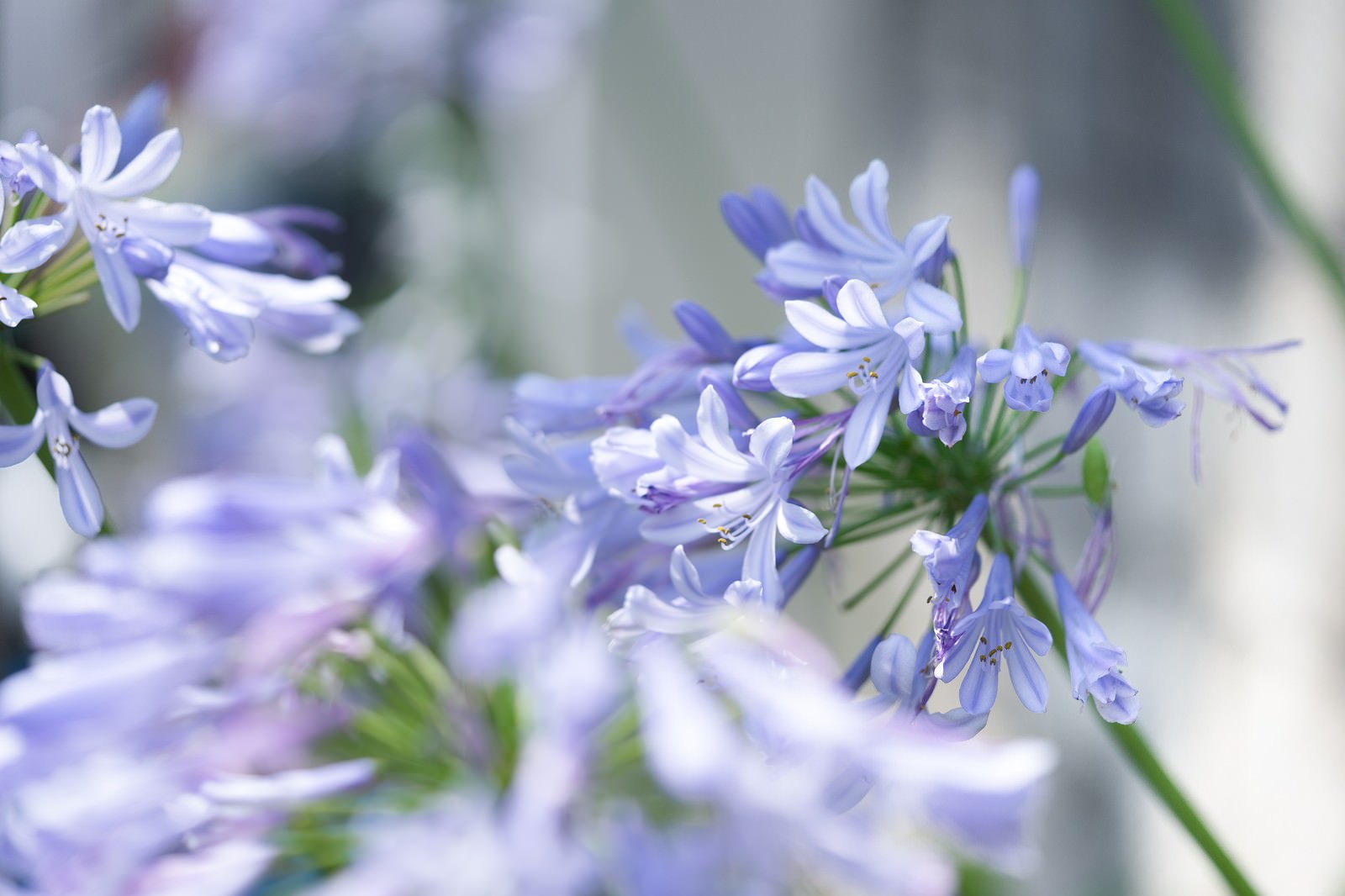 紫色のアガパンサスの花が球状に集まり、緑の茎から複数の花が咲いている