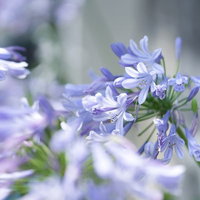 紫色のアガパンサスの花が咲く、球状に集まった小さな花の写真