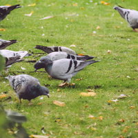 公園の芝生に集まる鳩の群れ - 野鳥の採食風景の写真