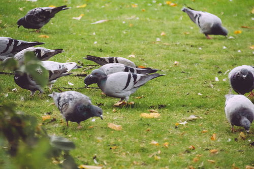公園の芝生に集まる鳩の群れ - 野鳥の採食風景