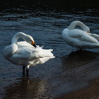 水辺で羽を毛づくろいする2羽の白鳥の写真