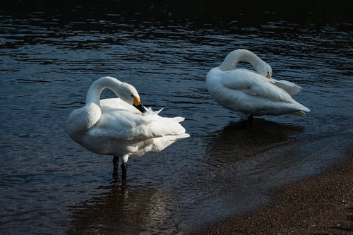 水辺で羽を毛づくろいする2羽の白鳥