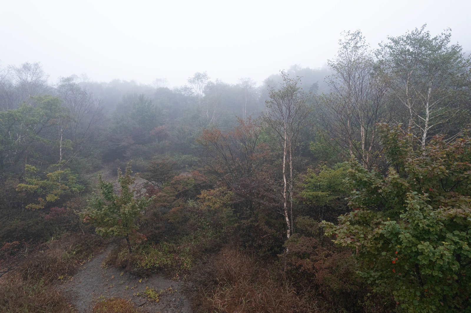 霧がかかった秋の山林と白樺