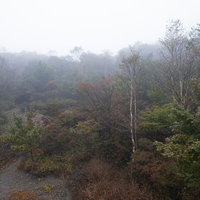 霧がかかった秋の山林と白樺の写真