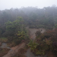 霧の中に立つ秋の森の写真