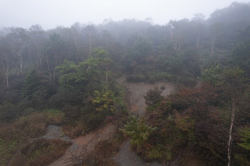 ガスと霧に包まれた森の風景