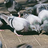 路上に集まるドバト（伝書鳩）の群れ、採食や休息する複数の鳥たちの写真
