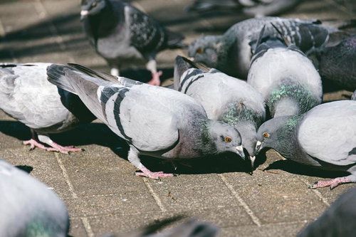 路上に集まるドバト（伝書鳩）の群れ、採食や休息する複数の鳥たち
