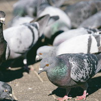 餌に集まってきたドバト群の集団生活の様子の写真