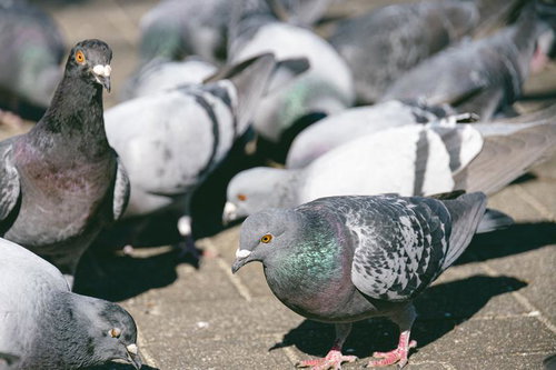 餌に集まってきたドバト群の集団生活の様子