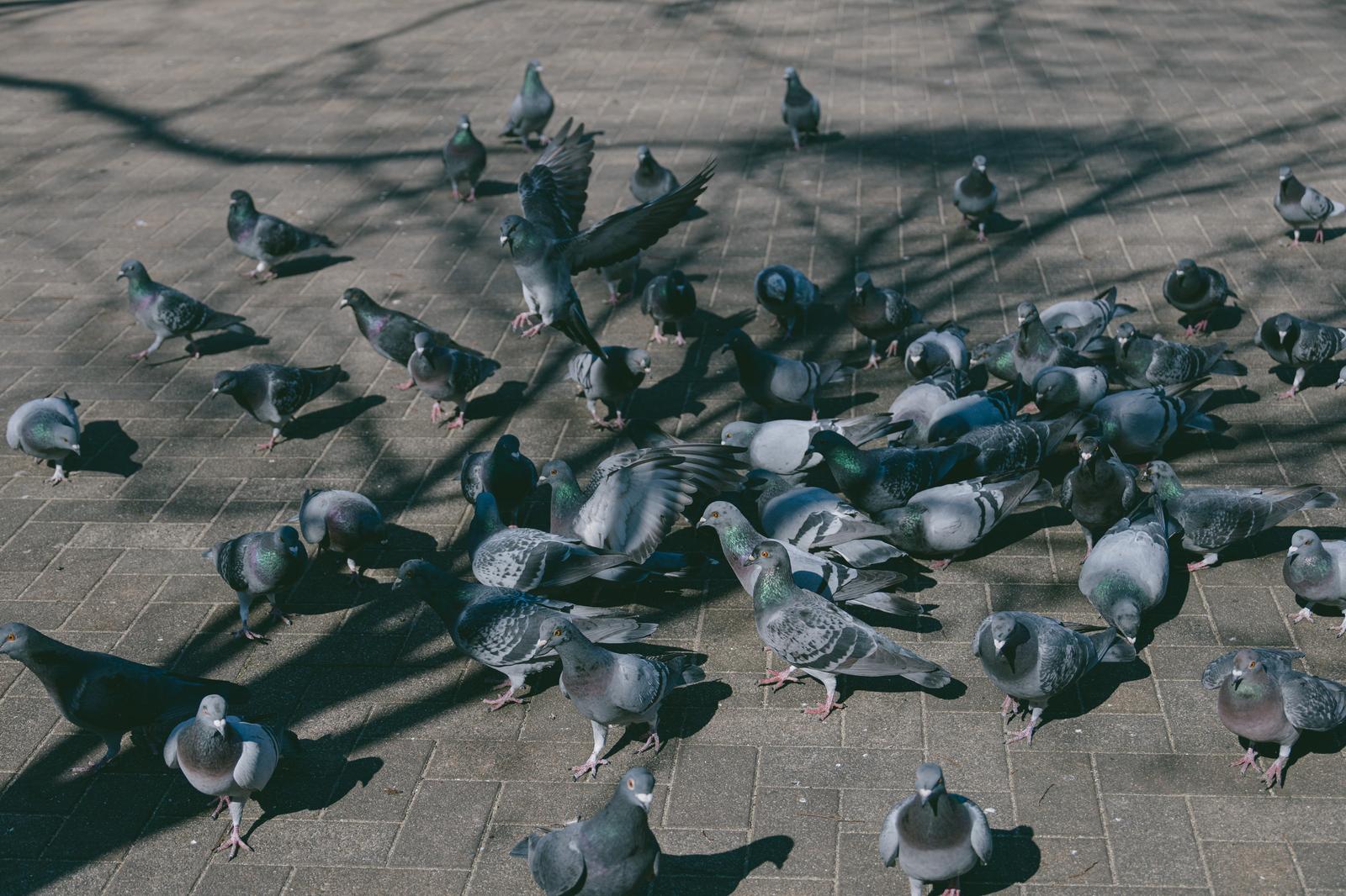 公園の広場に群がる鳩たちの写真素材 - フリー素材ぱくたそ