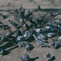 公園の広場に群がる鳩たちの写真