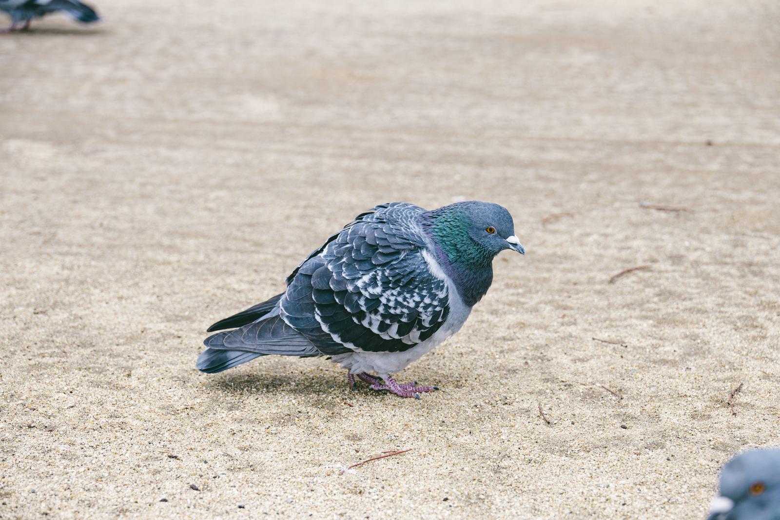 砂地に立つ灰色と緑色の羽を持つ鳩（ドバト）