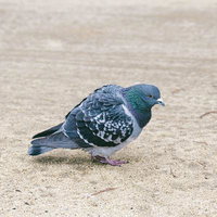 砂地に立つ鳩（ドバト）の野鳥の写真