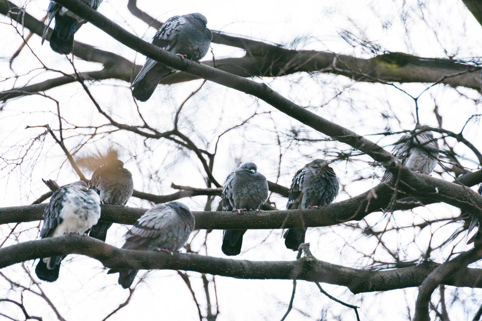 冬枯れの枝に並んで止まる鳩の群れ