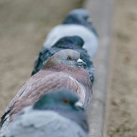 横並びに並ぶ鳩たちのアップの写真