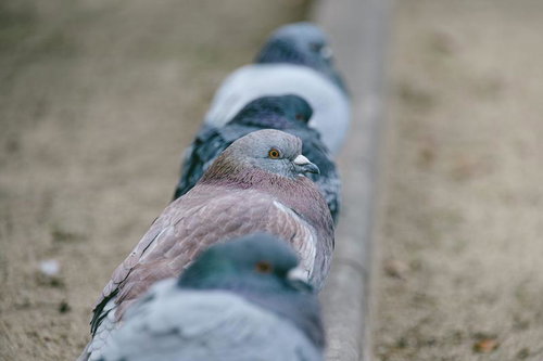 横並びで整列する鳩さん