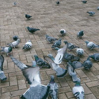 餌をくれるとバッサバサ集まってきた鳩の写真