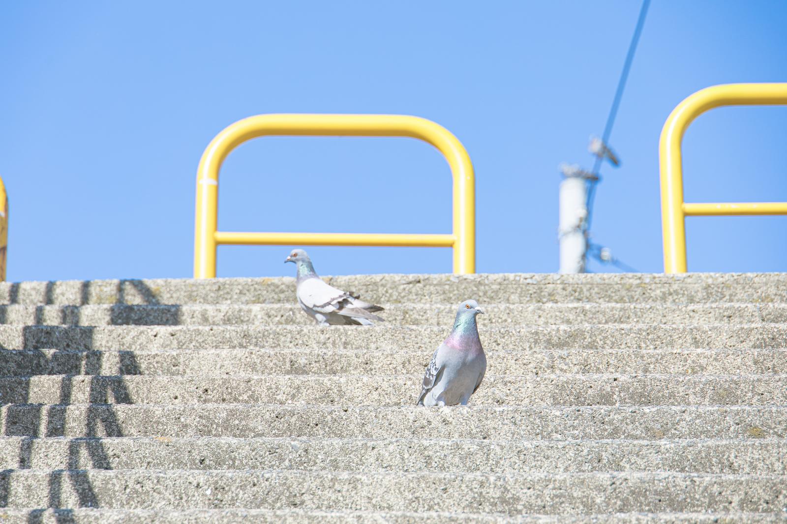 青空を背景に石段の上でたたずむ2羽の鳩