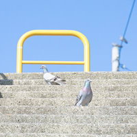 石段にたたずむ2羽の鳩の写真