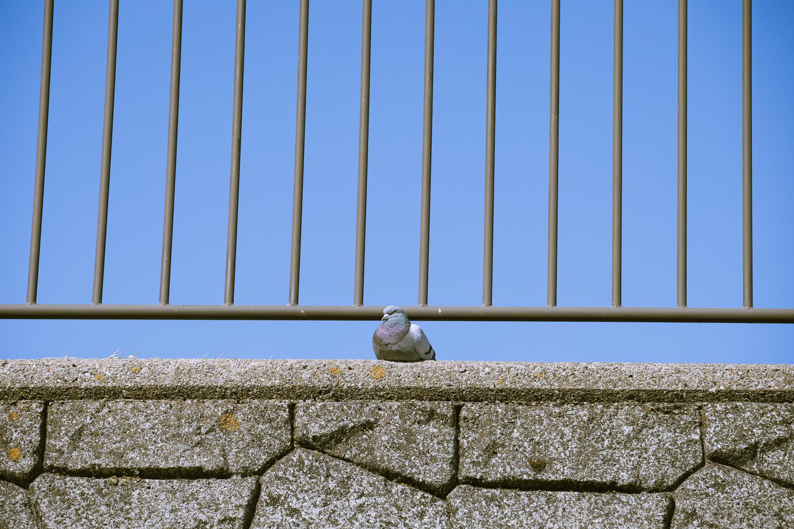 柵の前にある石垣の上に止まっている灰色の鳩