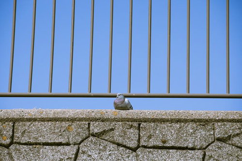 柵前でくつろぐ鳩の野生動物