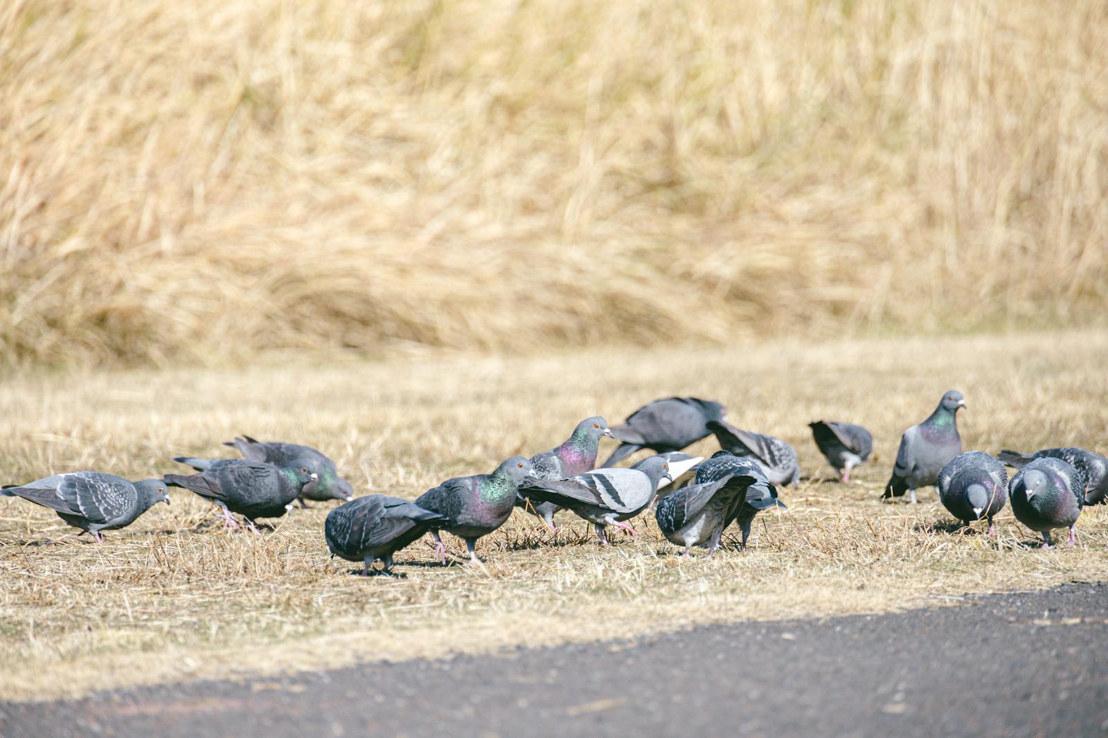 枯れ草の地面で餌をついばむ鳩の群れを横から捉えた写真
