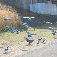 一斉に飛び立つ鳩の群れの写真