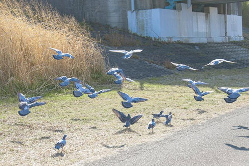 一斉に飛び立つ鳩の群れ