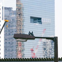 大阪の街灯で身を寄せ合う夫婦鳩の野生動物風景の写真