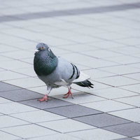 タイル広場に立つドバト（鳩）の写真